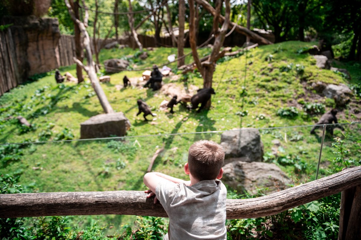 Im Zoo Duisburg können sich die Besucher auf einen besonderen Anblick im Gehege freuen.
