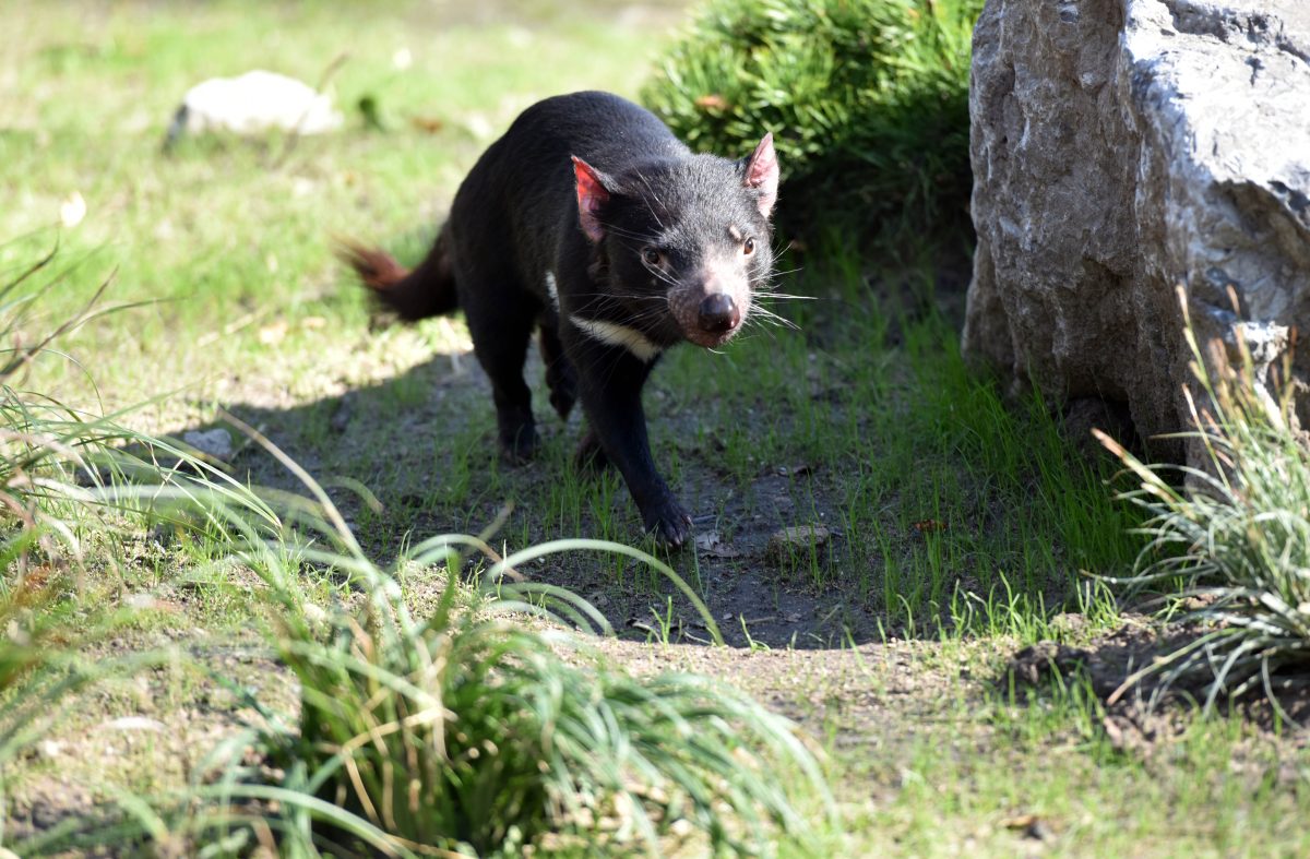 Zoo Duisburg präsentiert neuen Bewohner.