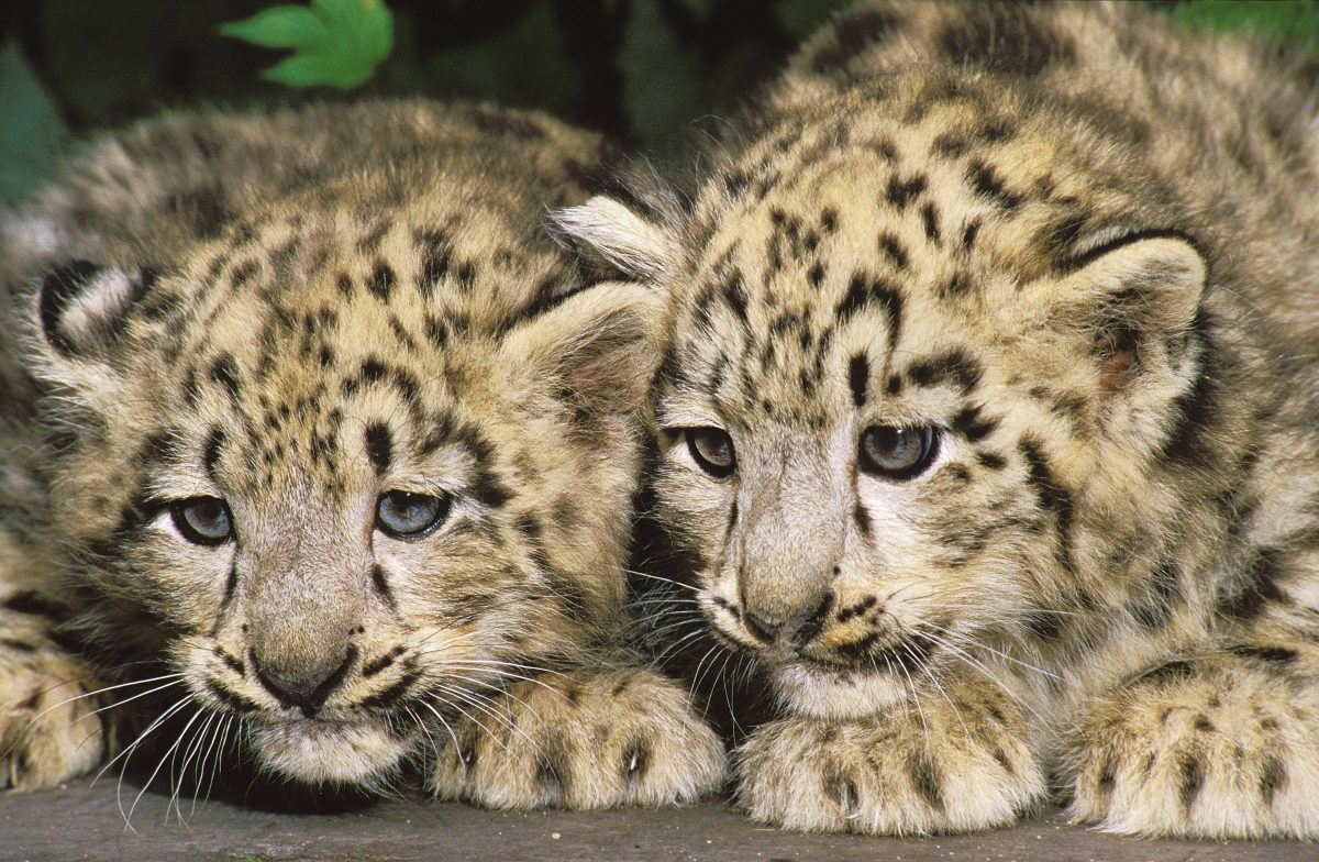 NRW-Zoo mit trauriger Nachricht – Besucher weinen bittere Tränen um Liebling!