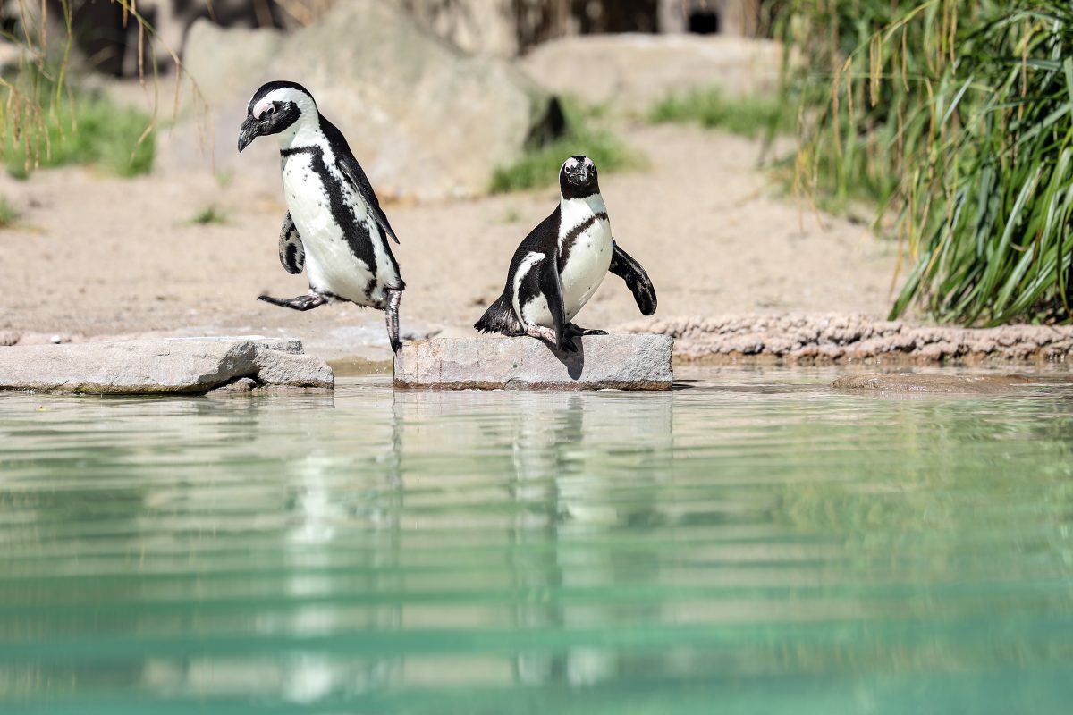 Zoo Duisburg Pinguine