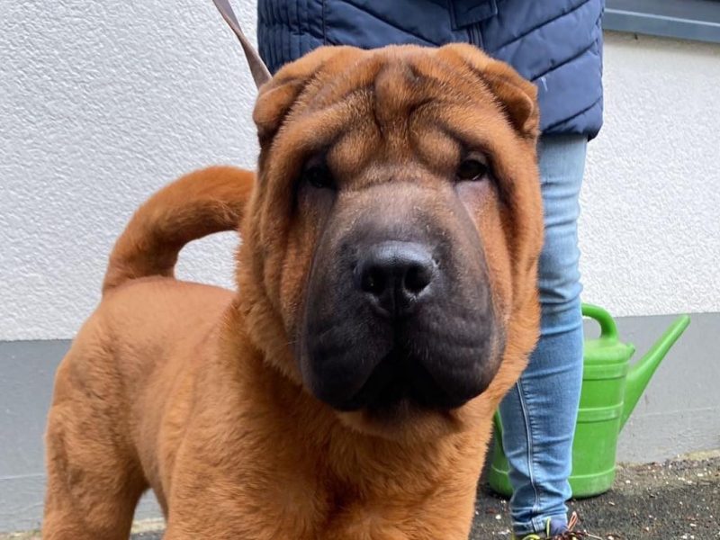 Tierheim in NRW sieht Hund und verliert die Fassung: „Ohne Sinn und Verstand“