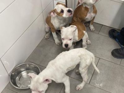 Hundewelpen-Notfall in NRW-Tierheim – Tierfreunde entsetzt: „Könnte heulen“