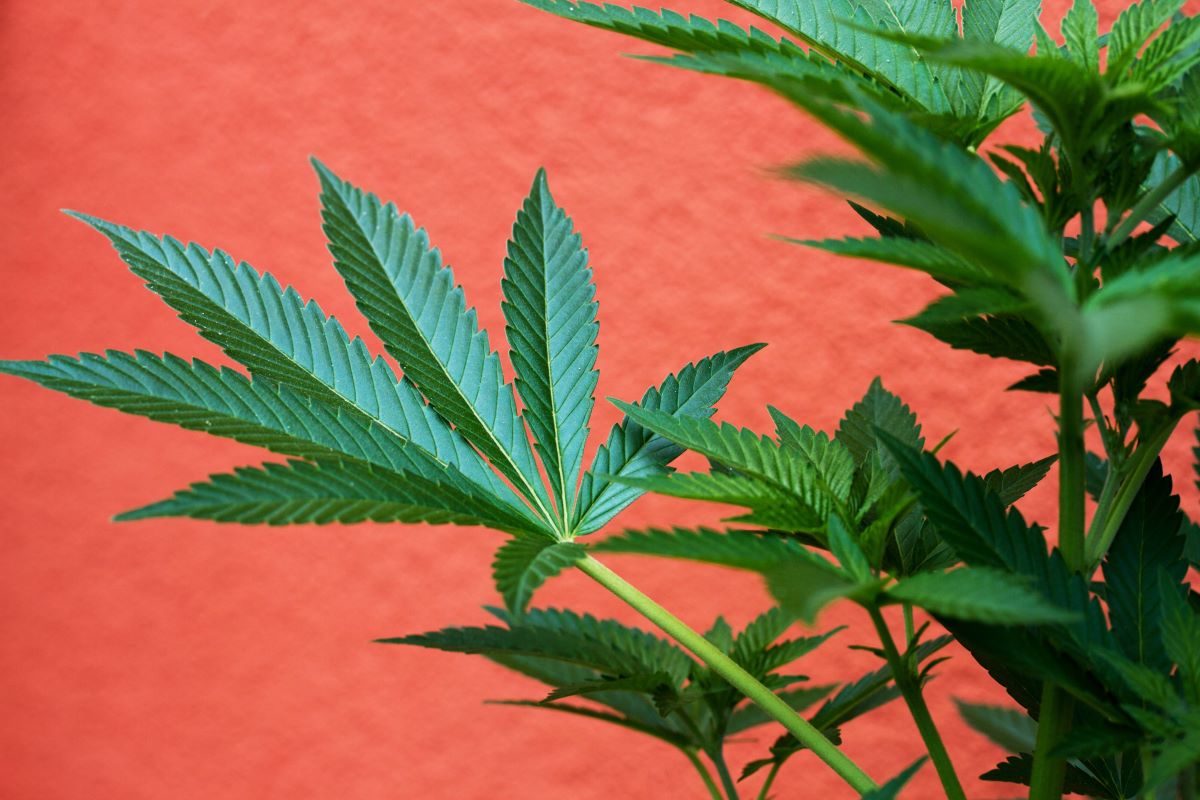In welchen Ländern ist Cannabis schon legal?