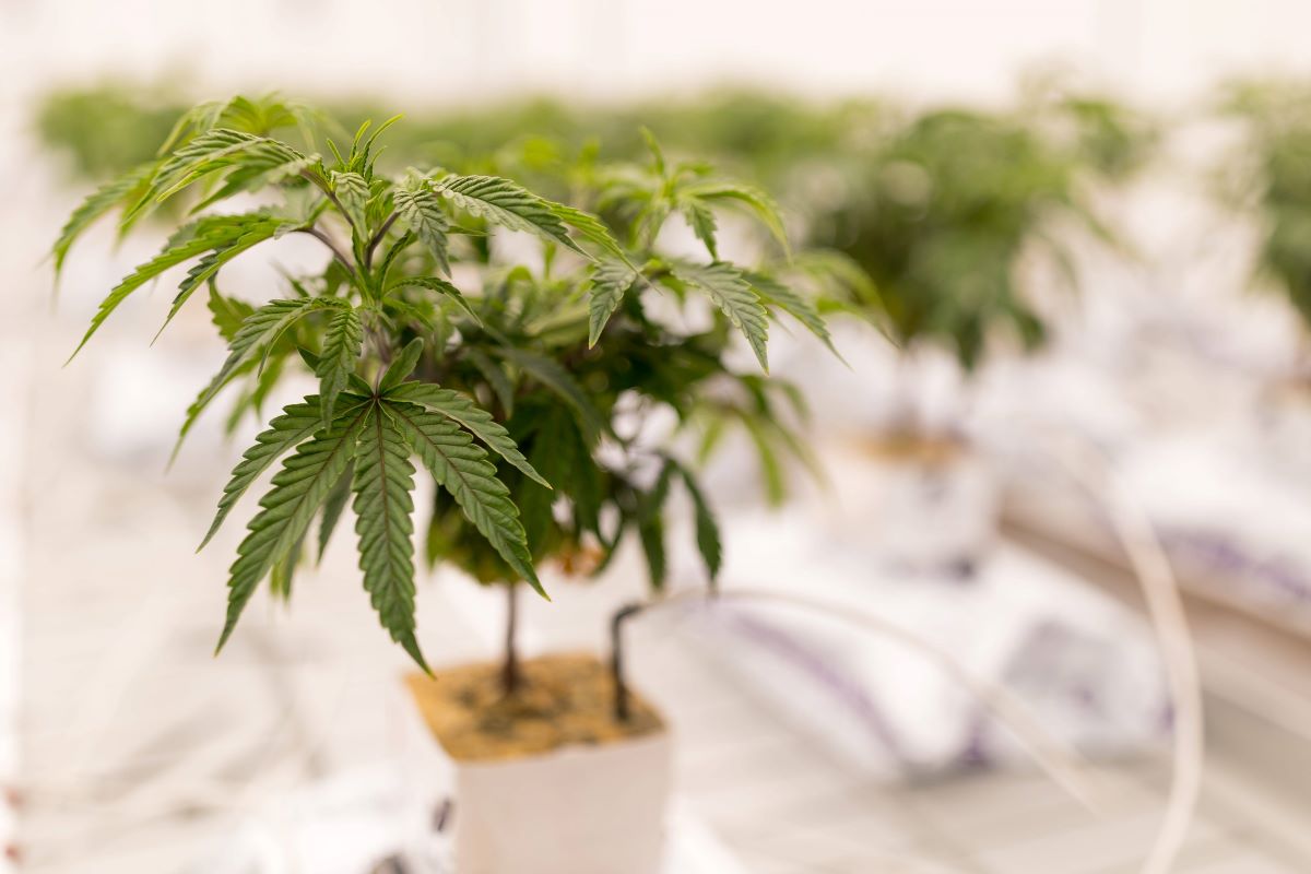 Cannabis-Onlineshops: Wo kann man jetzt Pflanzen und Samen legal kaufen?