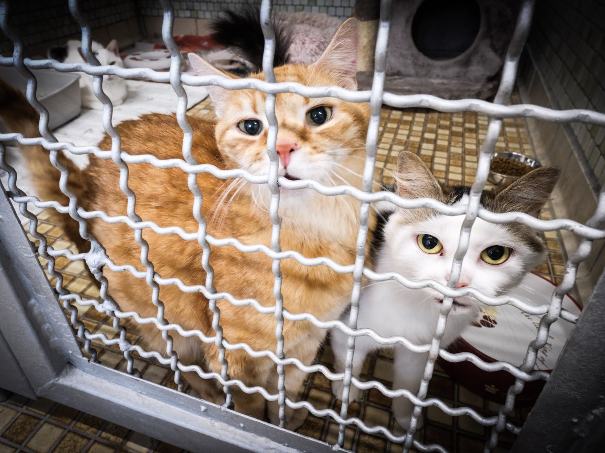 Tierheim Essen muss über 70 Katzen retten! Nicht zu glauben, wie klein die Wohnung war: „Wahnsinn“