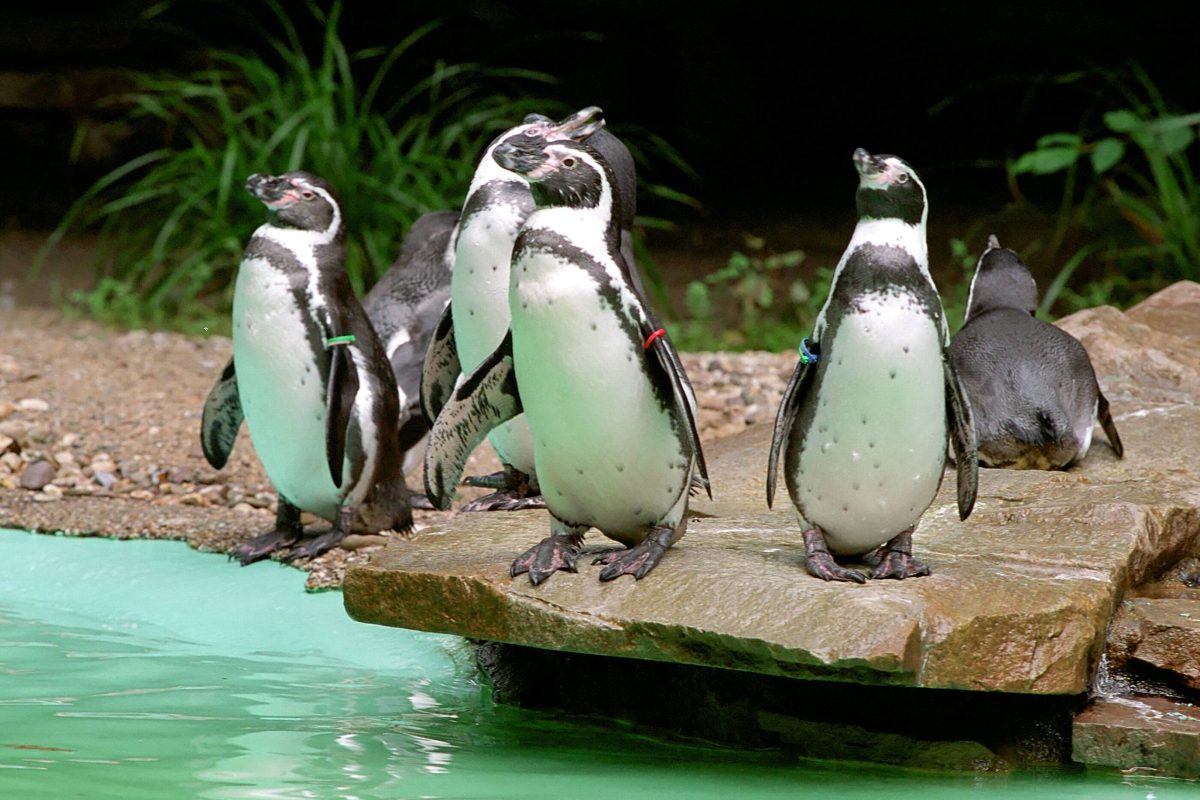 Zoo Dortmund: Nachwuchs im Pinguin-Gehege