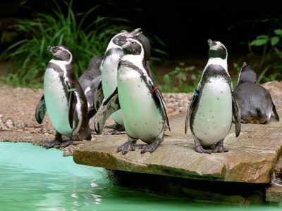 Zoo Dortmund: Nachwuchs im Pinguin-Gehege