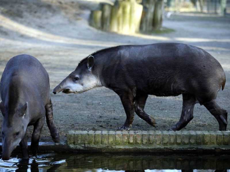 Zoo in NRW: Mitarbeiter machen irren Fund im Gehege – jetzt haben sie nur eine Bitte