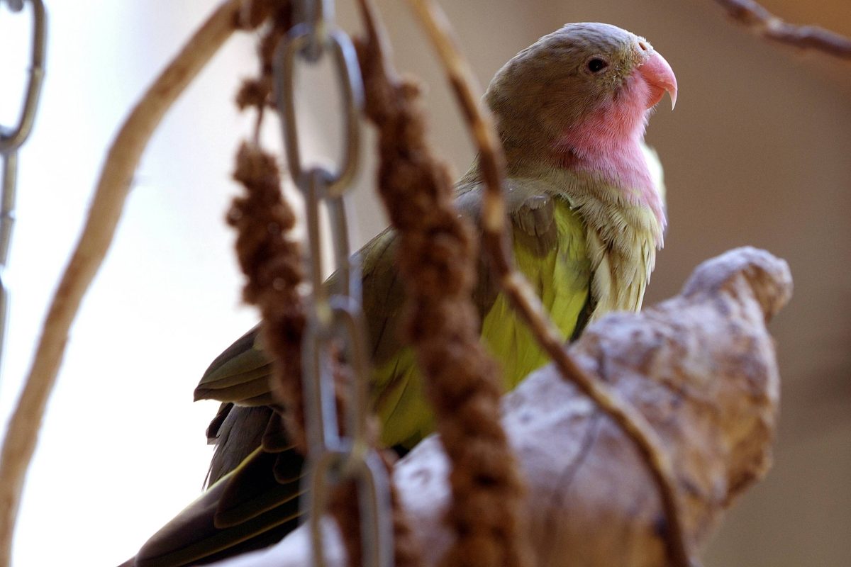 Ein Tierheim in NRW berichtet von Vögeln, die unter einem ansteckenden Virus leiden. (Symbolfoto)