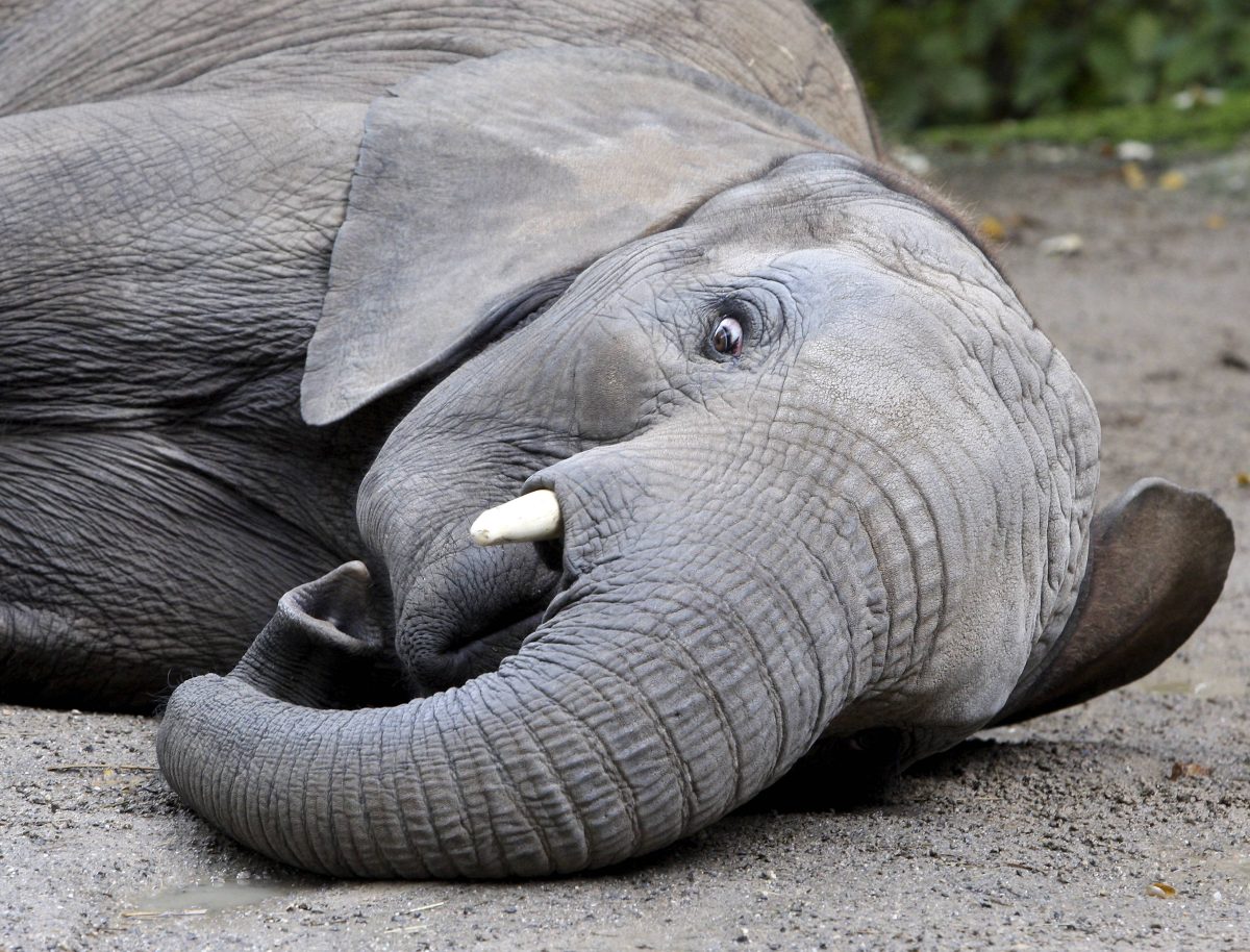 Zoo Wuppertal reagiert auf den Abschied von Elefantenkuh Sweni.