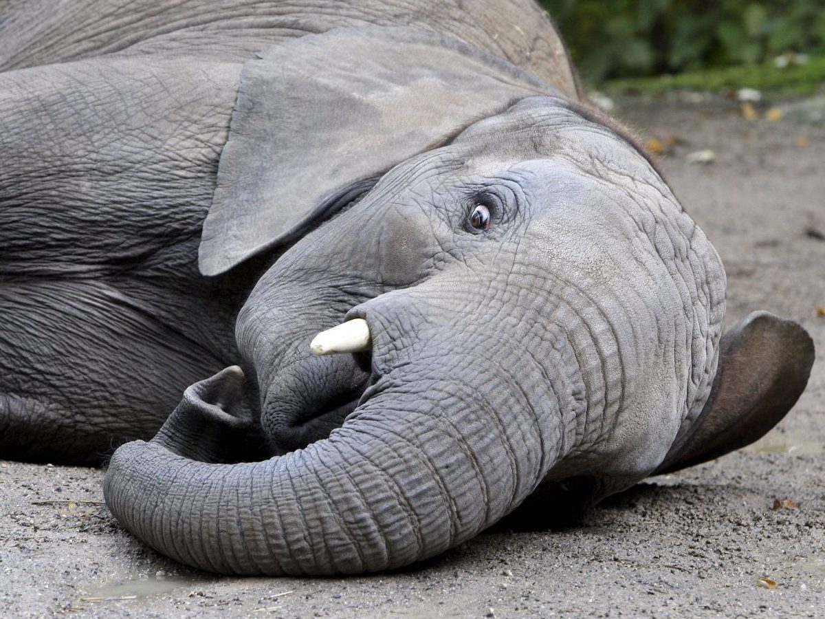 Zoo Wuppertal reagiert auf den Abschied von Elefantenkuh Sweni.