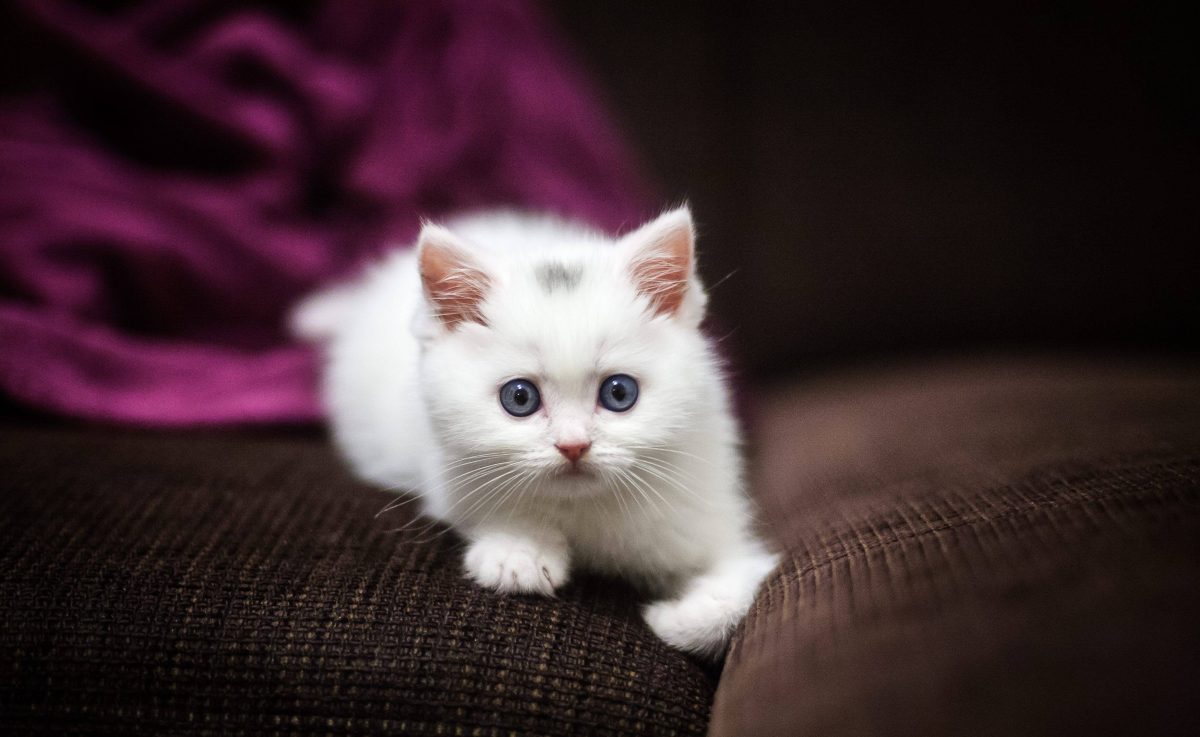 Diese Katze in Dortmund wurde grausam ausgesetzt.