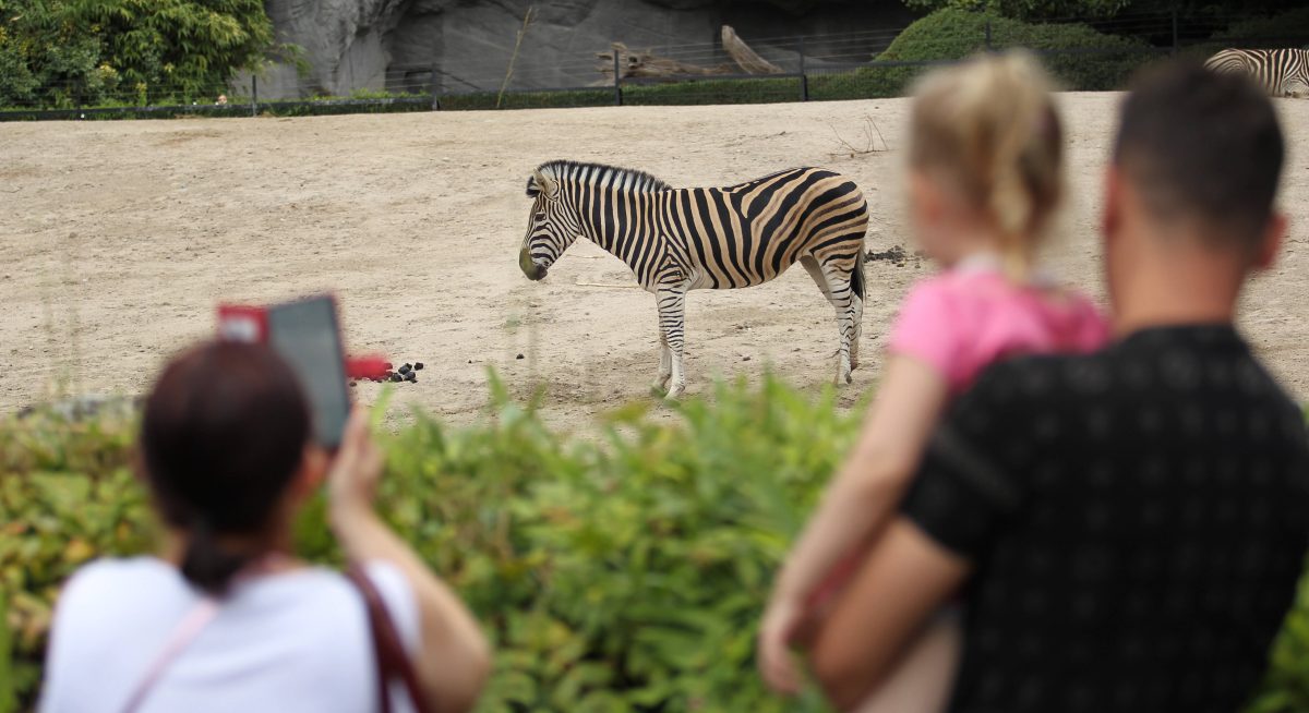 Zoo Wuppertal: Auch Fans der Elefanten traurig – Besucher-Liebling plötzlich verschwunden