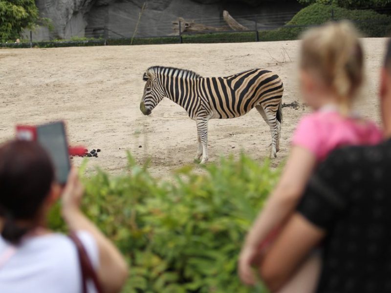 Zoo Wuppertal: Auch Fans der Elefanten traurig – Besucher-Liebling plötzlich verschwunden