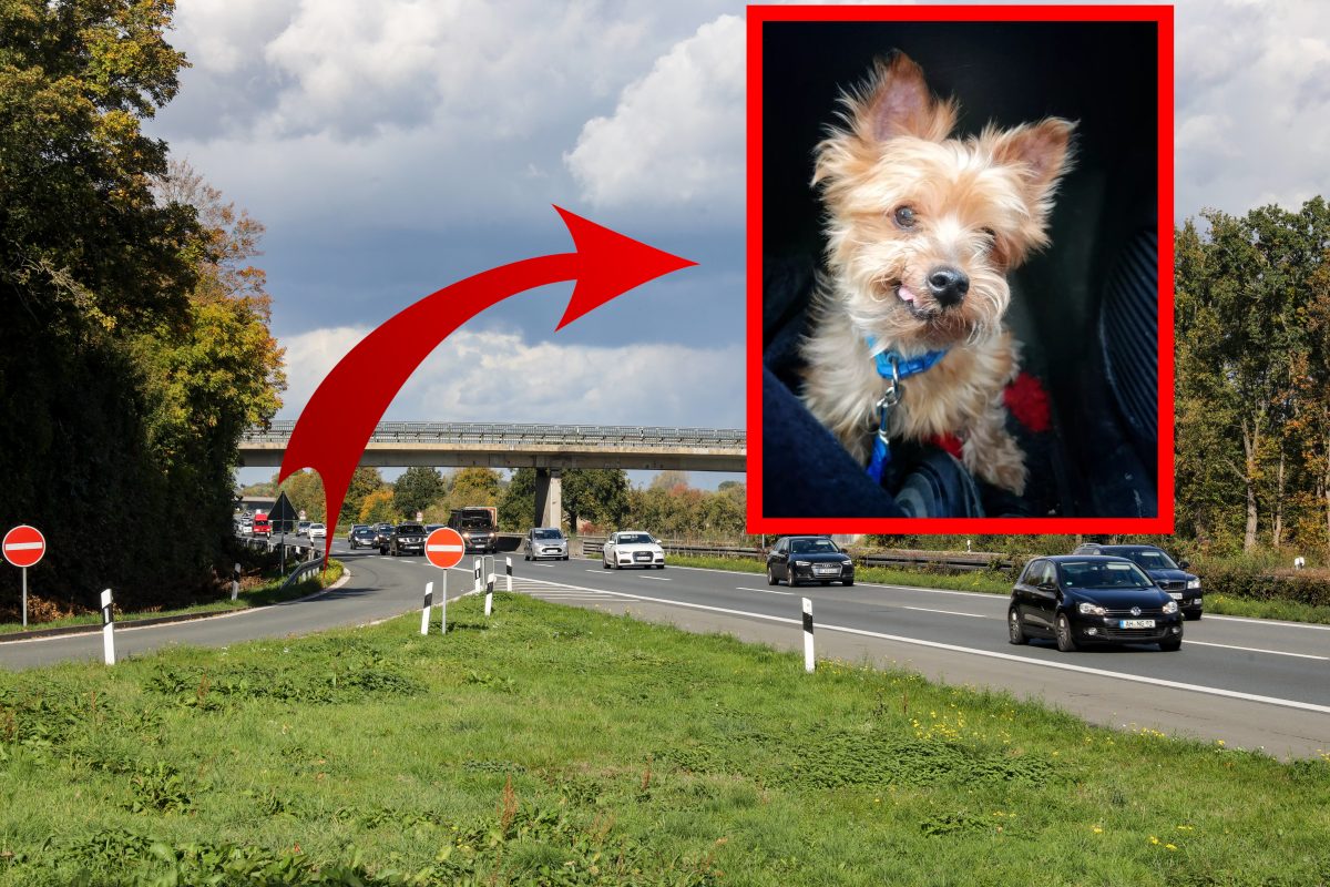 Führerschein Freiwillig Abgeben Belohnung Nrw Hund herzlos an A1 in NRW angebunden – hohe Belohnung ausgesetzt