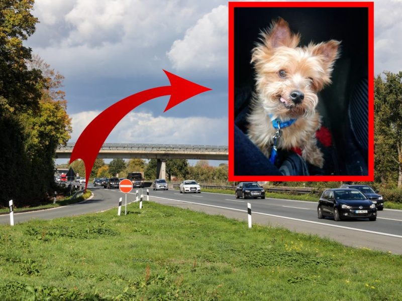 Hund auf A1 in NRW ausgesetzt – Blick in sein Maul lässt Tierheim verzweifeln