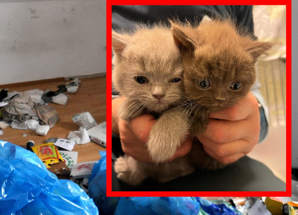 Katzen-Babys in NRW gerettet – Blick in die Wohnung lässt Tierheim verzweifeln