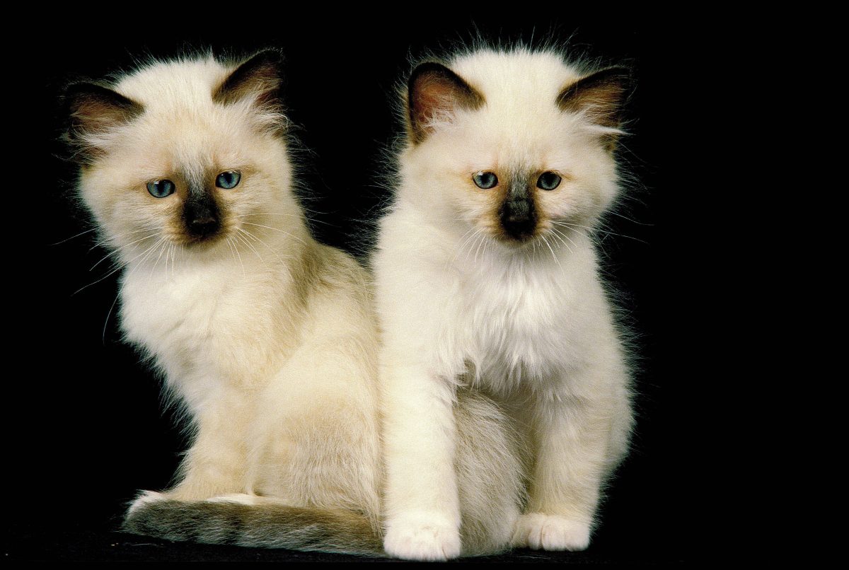 Tierheim in Essen: Zwei Katzen teilen dasselbe traurige Schicksal. (Symbolbild)