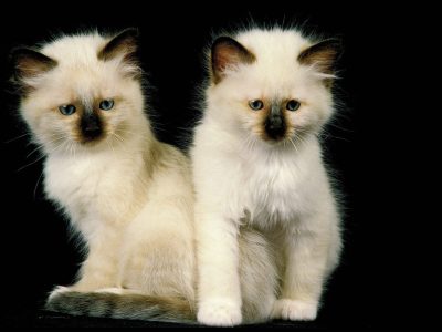 Tierheim in Essen: Zwei Katzen teilen dasselbe traurige Schicksal. (Symbolbild)
