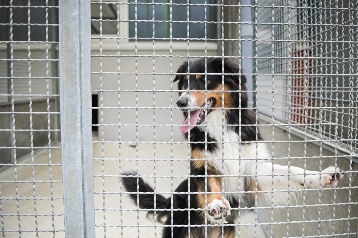 Tierheim Bochum erhält Post von Besitzern ihres ehemaligen Schützlings