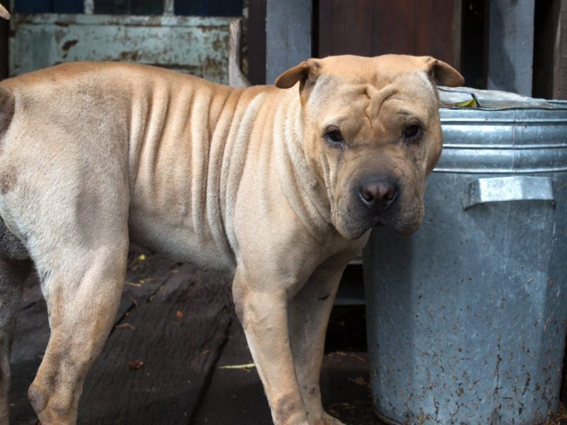 Hund einfach ausgesetzt – im NRW-Tierheim geht die Qual weiter