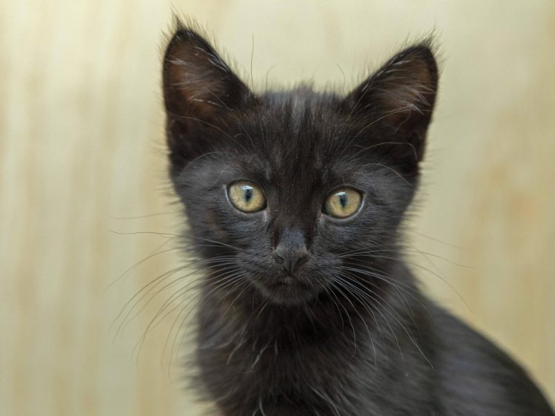 Katzen-Baby völlig ausgehungert in NRW aufgelesen – im Tierheim geschieht ein Wunder