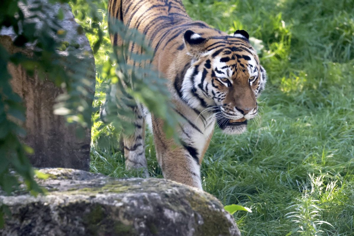 Im Kölner Zoo spielen sich aktuell besondere Szenen im Tiger-Gehege ab. (Archivfoto)