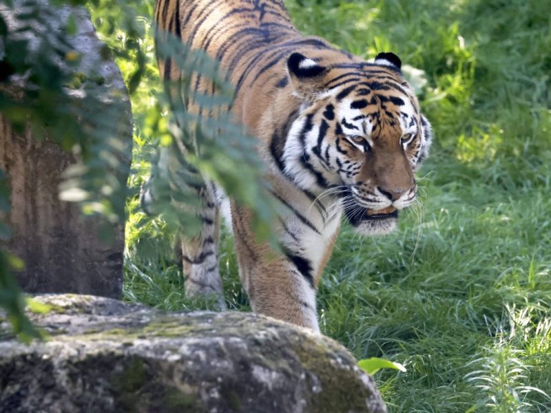 Zoo in NRW: Besucher werfen heimlichen Blick ins Raubtier-Gehege – sie trauen ihren Augen nicht
