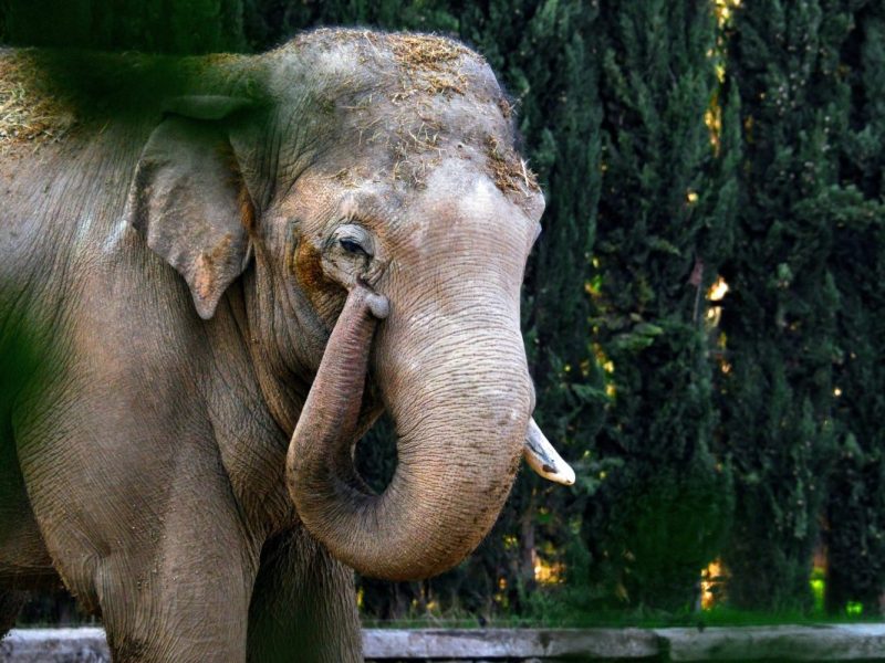 Zoo in NRW: Düsterer Vorbote im Gehege – das Unausweichliche steht bevor