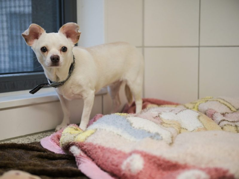 Hund in Essen leidet ganz fürchterlich – „Möchte nicht im Tierheim sterben“