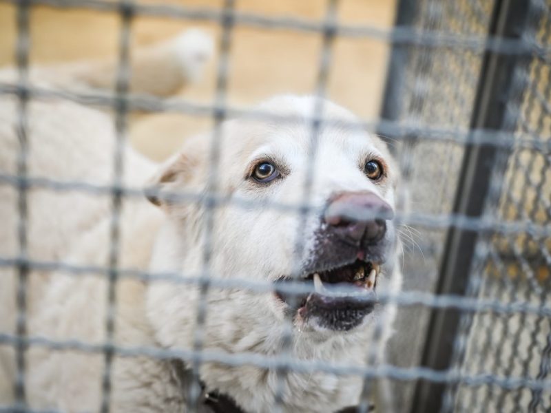 Hund in NRW erleidet unfassbare Tortur – für 1 Euro im Netz verkauft!