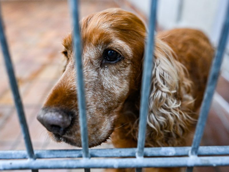 Hund in Oberhausen wird zum dringenden Notfall – Tierschützer völlig verzweifelt