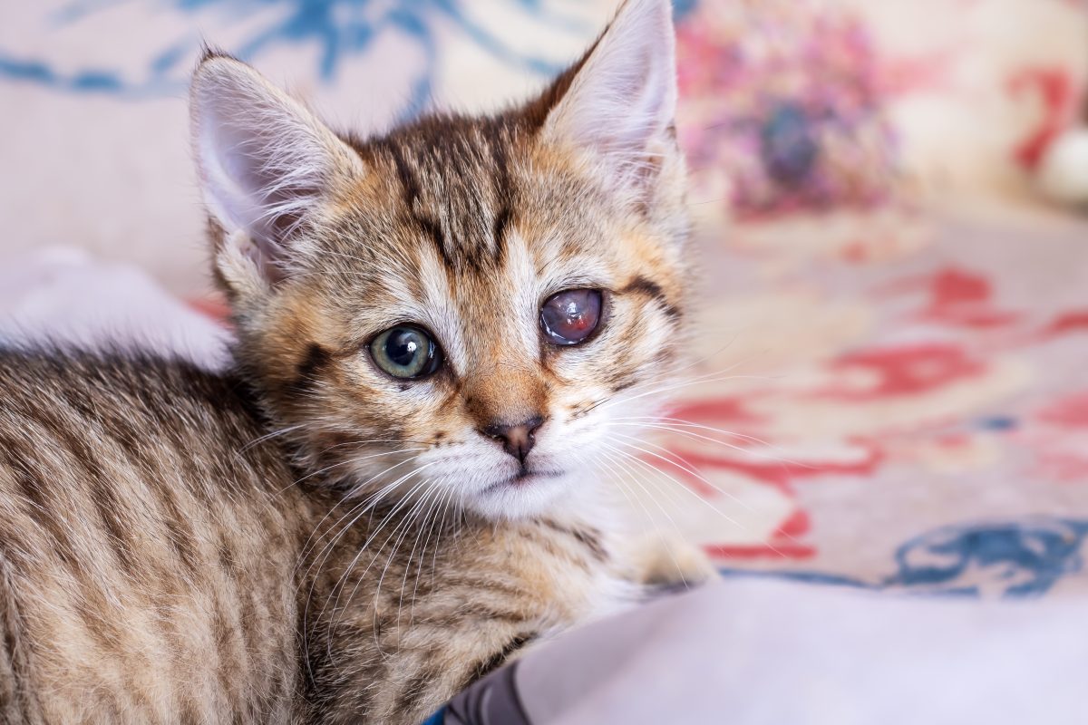 Katze in NRW durchlebt schon als Jungtier einen Albtraum – es ging um Leben und Tod