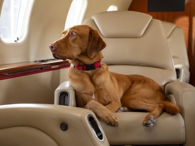 Hund: neue Airline soll Vierbeiner in den Urlaub bringen