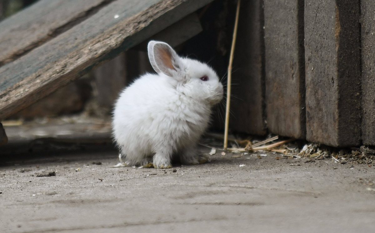 NRW: Kinder spielen mit Kaninchen Fußball – tot! Tierpfleger bleiben entsetzt zurück