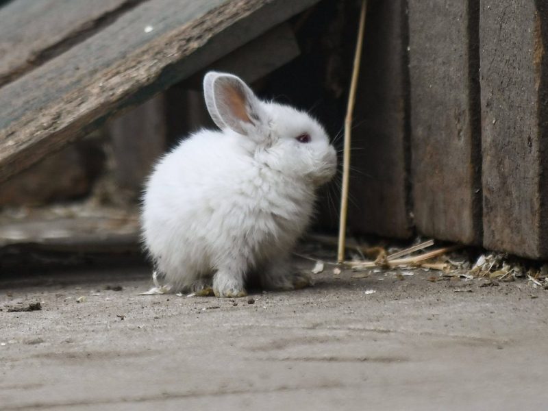 NRW: Kinder spielen mit Kaninchen Fußball – tot! Tierpfleger bleiben entsetzt zurück
