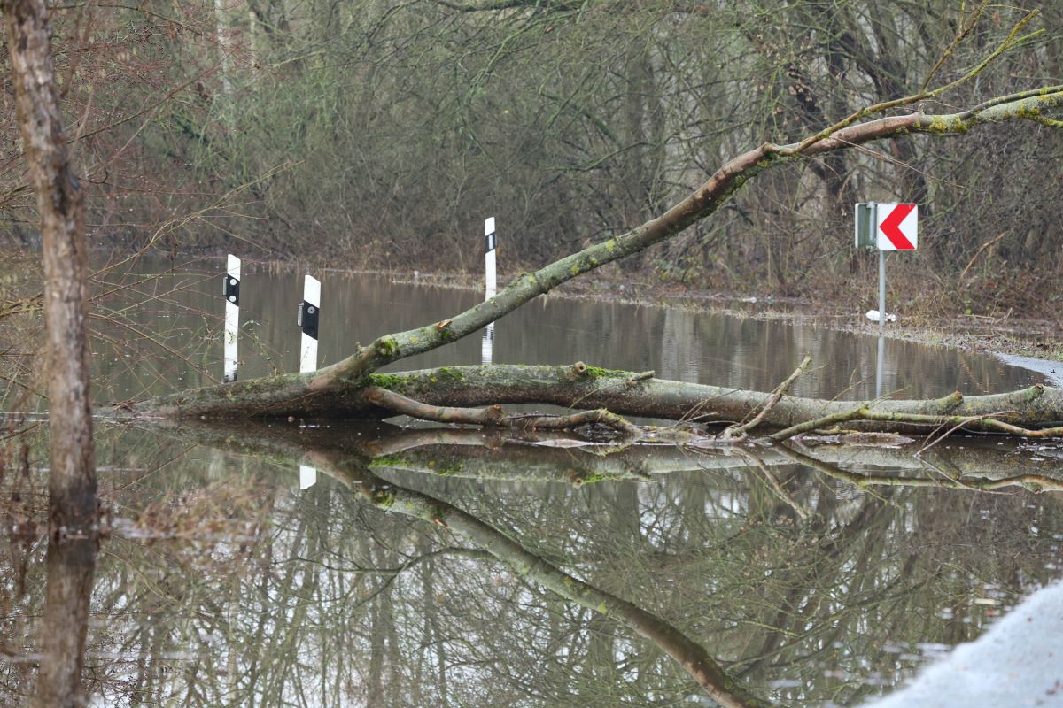 Nach einem schlimmen Sturm retteten Tierschützer in NRW einige Krähenküken (Symbolbild).