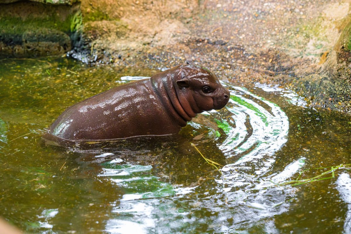 Zoo Duisburg Zwergpflusspferd