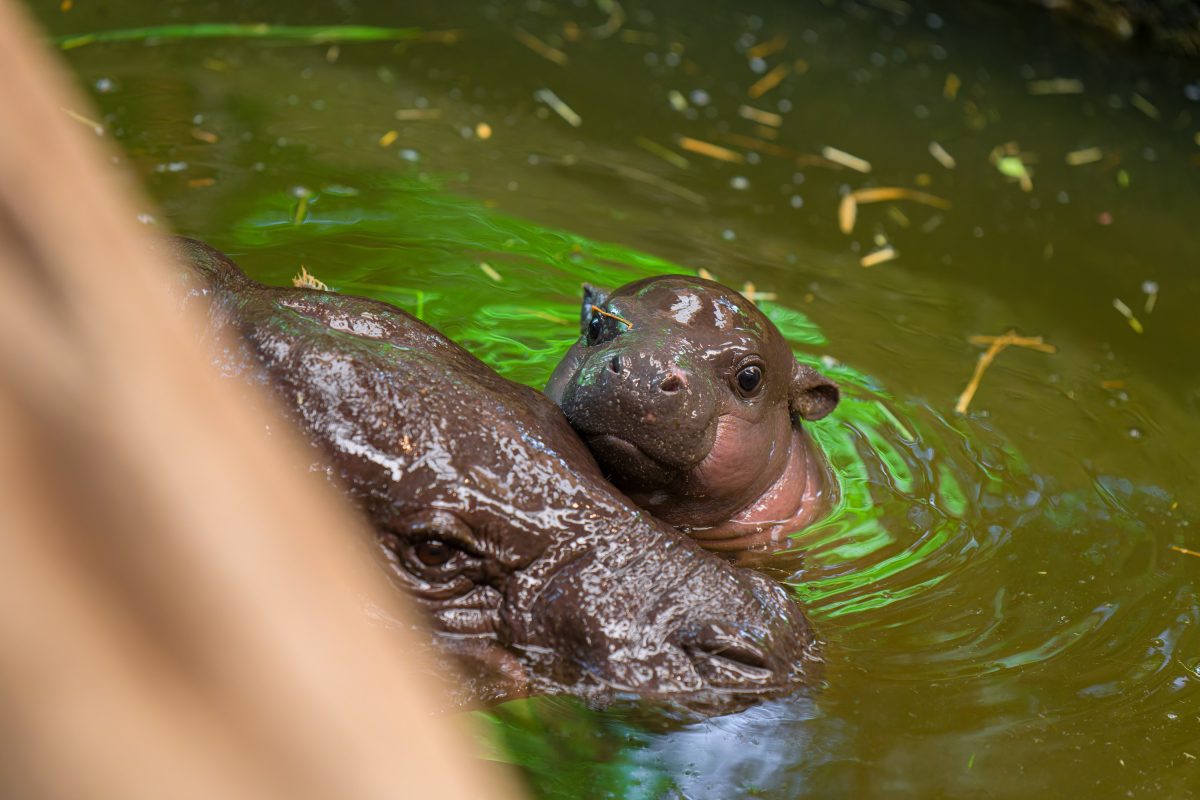 Zoo Duisburg Baby-Hippo