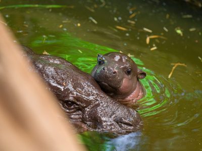 Zoo Duisburg Baby-Hippo