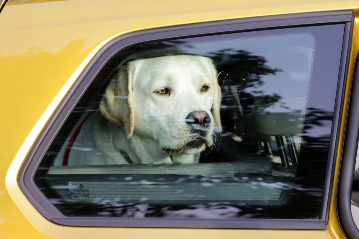 Hund in NRW: Grausame Szene! Vierbeiner verendet fast – weil Halter diesen fatalen Fehler macht