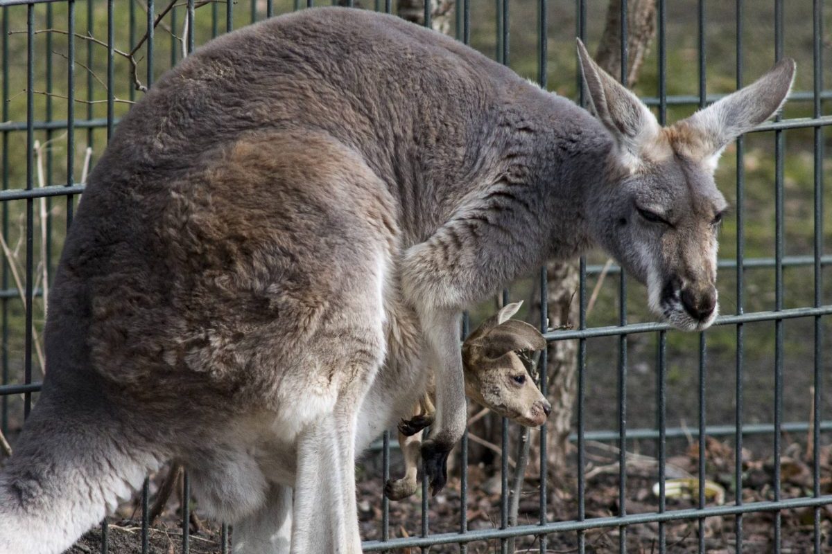 Zoo Dortmund macht es offiziell – Besucher sind ganz aus dem Häuschen