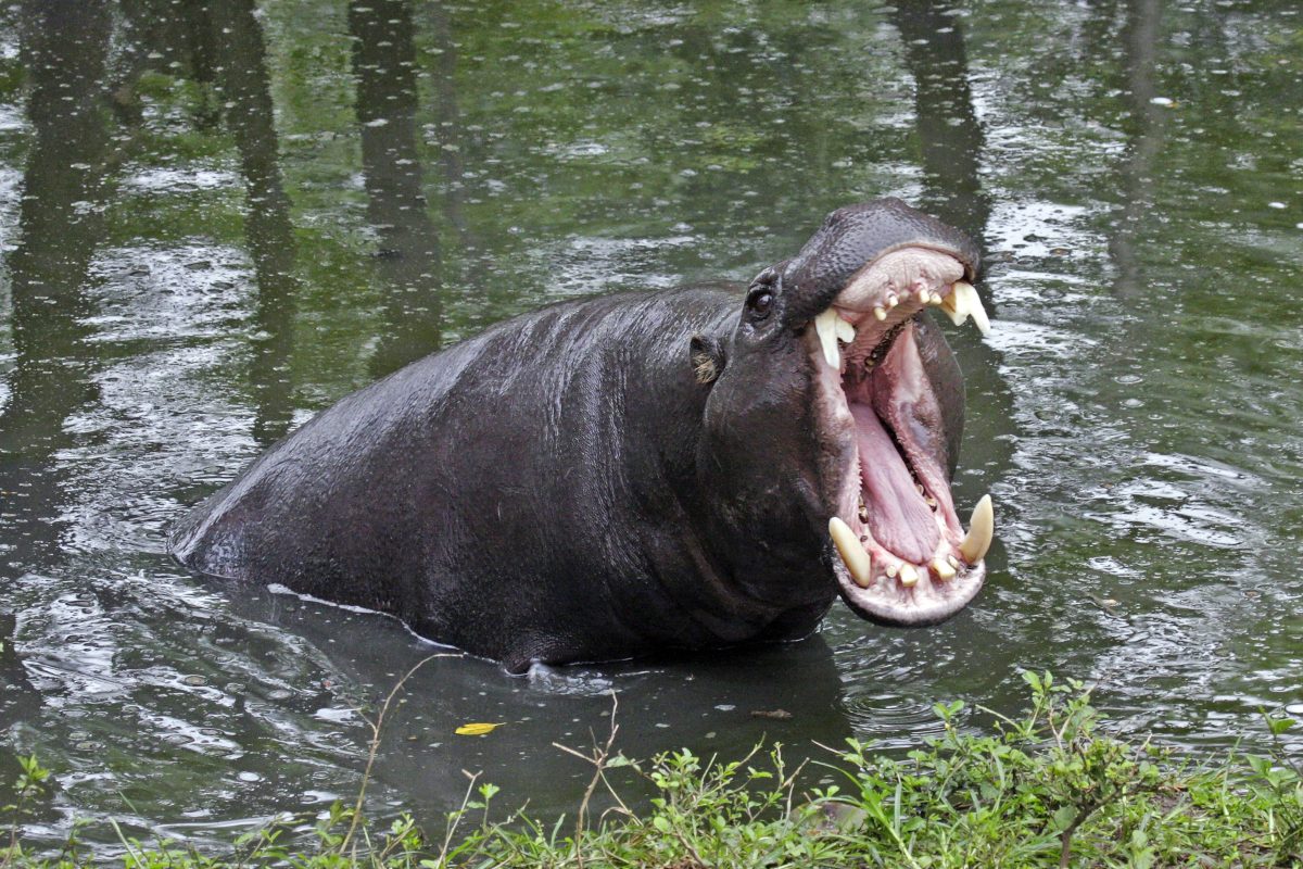 Im Zoo Duisburg ist etwas äußert seltenes passiert.