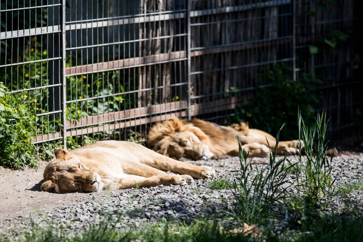 Zoo in NRW: Das Warten hat ein Ende – Blick ins Gehege lässt Besucher ausrasten