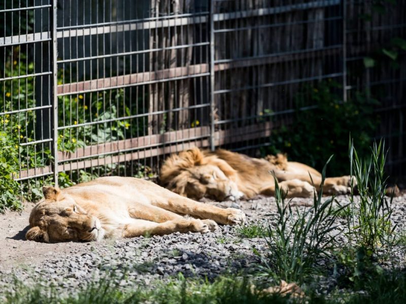 Zoo in NRW: Das Warten hat ein Ende – Blick ins Gehege lässt Besucher ausrasten