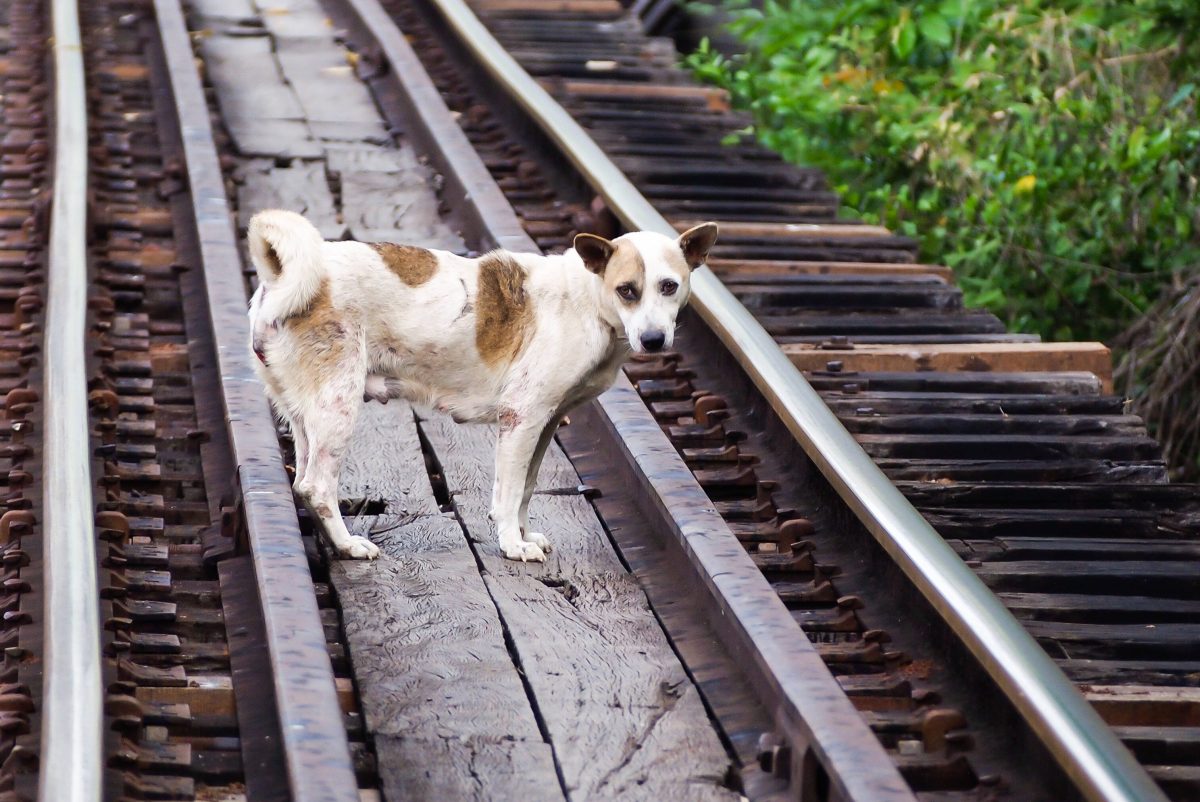 Hund auf Gleisen