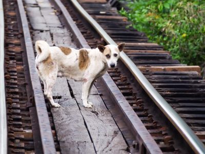 Hund auf Gleisen
