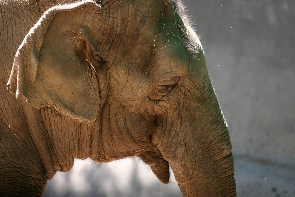 Zoo Wuppertal: Blick ins Gehege zeigt das ganze Ausmaß! Besucher schockiert – „Traurig“