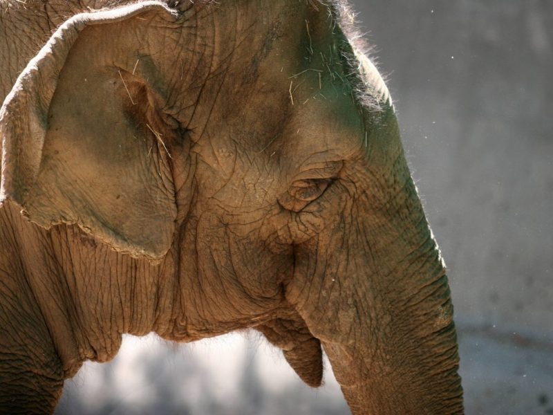 Zoo Wuppertal: Blick ins Gehege zeigt das ganze Ausmaß! Besucher schockiert – „Traurig“