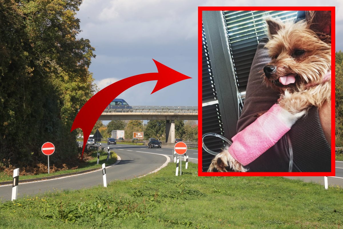 Hund auf A1 in NRW ausgesetzt: Jetzt enthüllen Tierpfleger dramatische Folgen